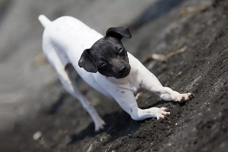 Terjers (83 fotot): väikesed, keskmised ja suured koerte tõugude nimed, kutsikate sisu ja nende eest hoolitsemine. Näpunäiteid terjer tõu valiku jaoks 13225_14