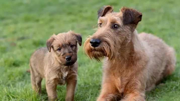 Terriers (83 լուսանկար). Շների փոքր, միջին եւ մեծ ցեղատեսակներ անուններով, լակոտների պարունակությամբ եւ նրանց համար խնամքի բովանդակությամբ: Tips terrier ցեղատեսակի ընտրության համար 13225_2