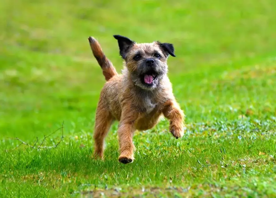 Terriers (83 foto): racave të vogla, të mesme dhe të mëdha të qenve me emra, përmbajtje të puppies dhe kujdes për ta. Këshilla për zgjedhjen e Terrier Race 13225_27