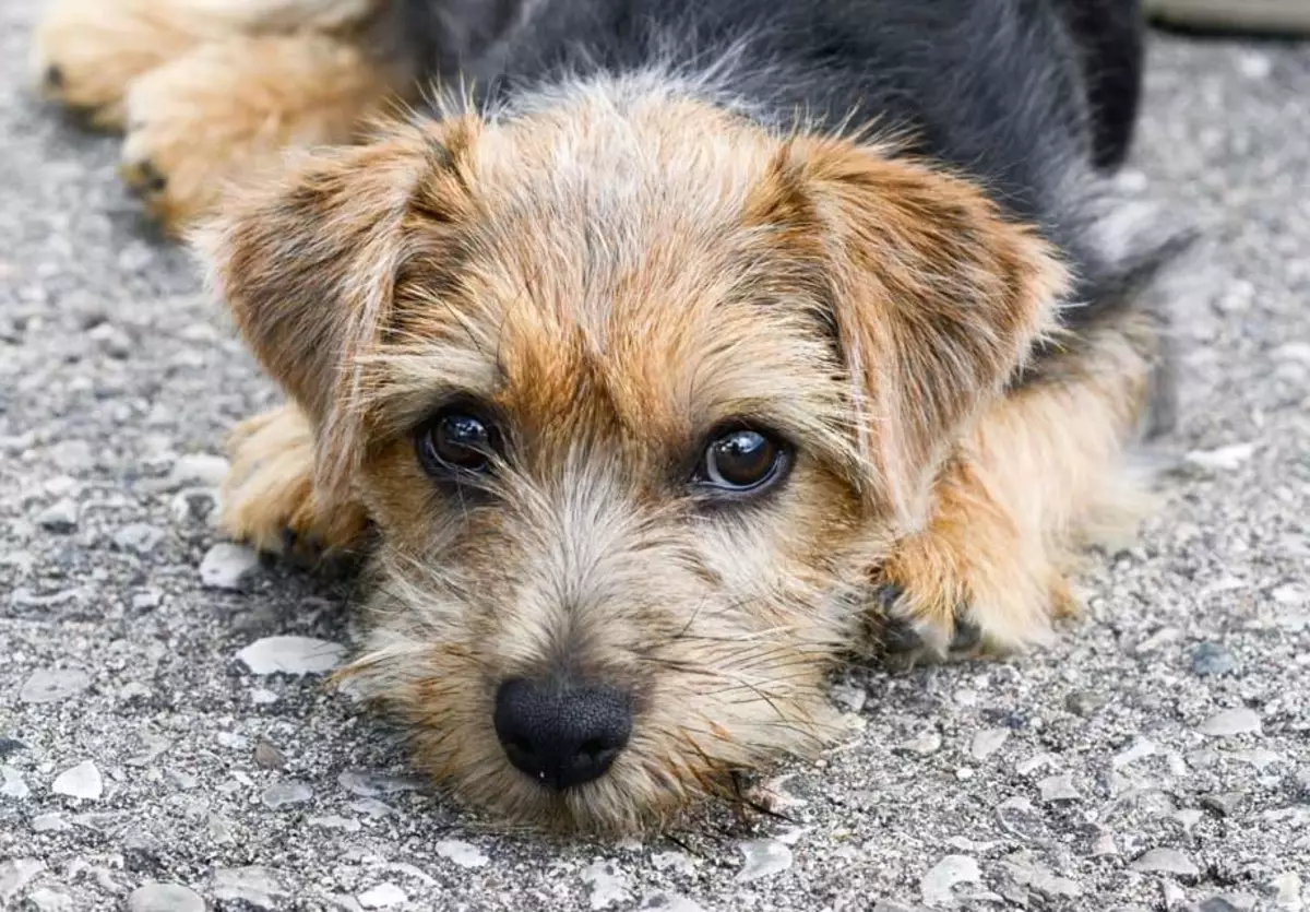 Terrier (83 foto): razze di cani piccole, medie e grandi con nomi, contenuto di cuccioli e cura per loro. Suggerimenti per la scelta della razza terrier 13225_42