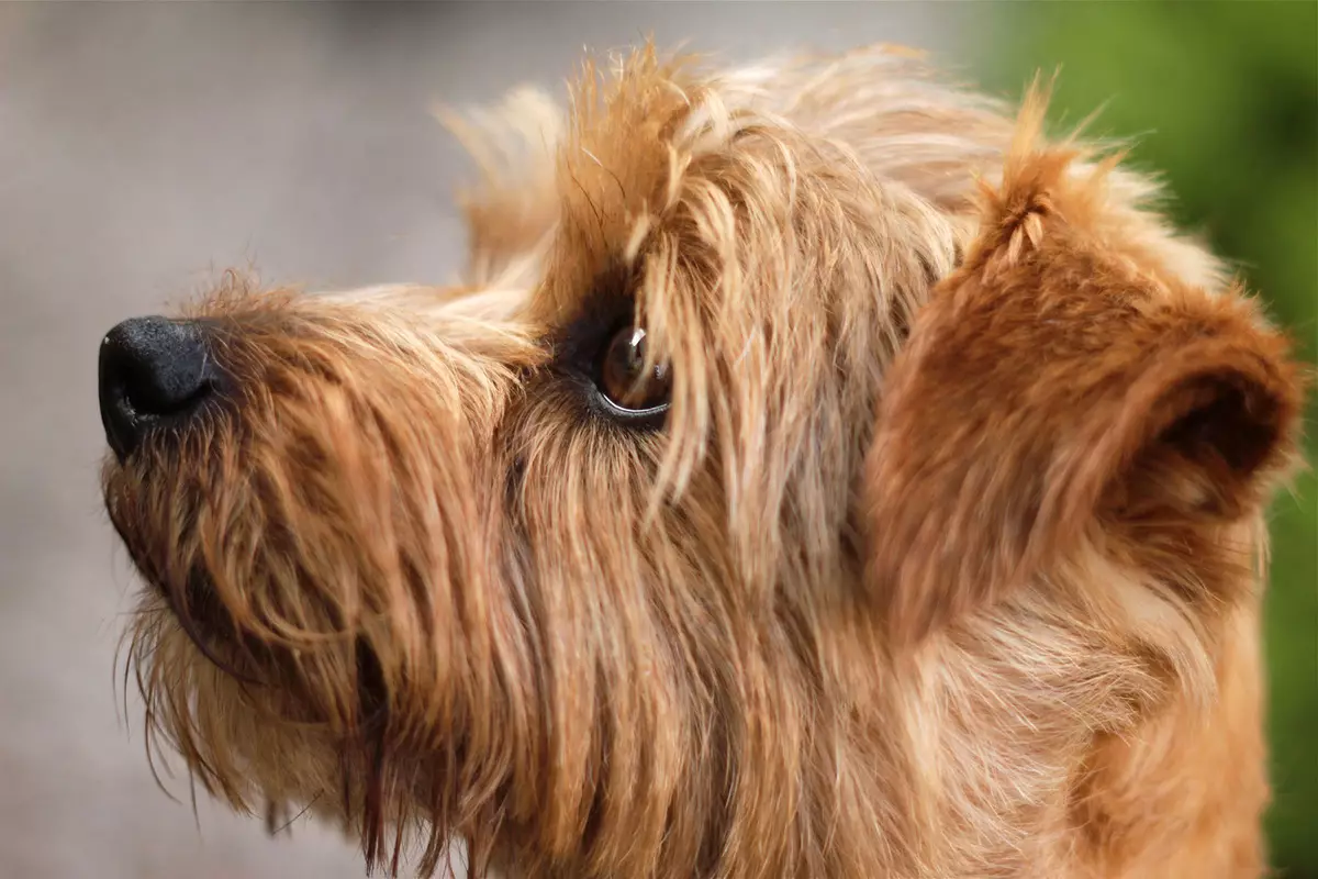 Terrier (83 foto): razze di cani piccole, medie e grandi con nomi, contenuto di cuccioli e cura per loro. Suggerimenti per la scelta della razza terrier 13225_43