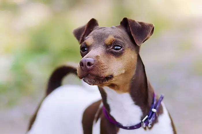 Terriers (83 Fotos): Kleine, mittlere und große Rassen von Hunden mit Namen, Inhalt von Welpen und Pflege für sie. Tipps zur Wahl der Terrierzucht 13225_57