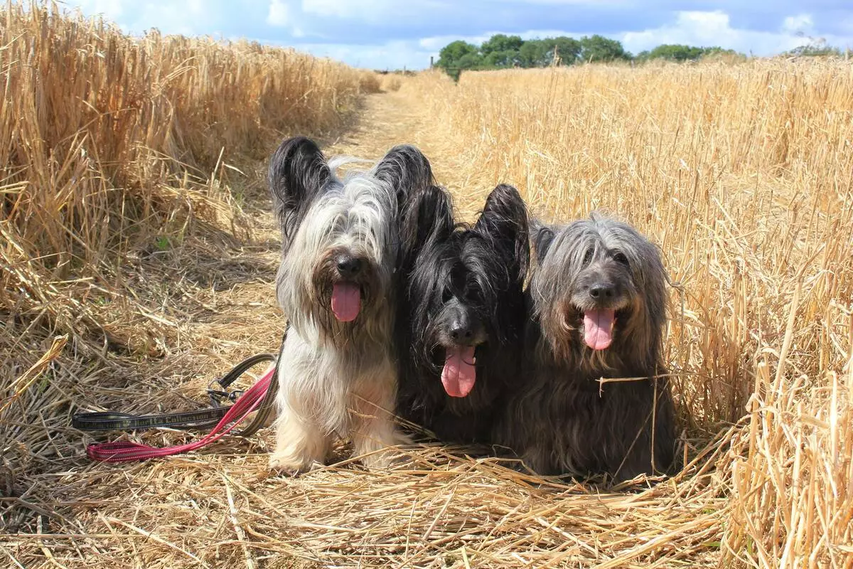 Terriers (83 լուսանկար). Շների փոքր, միջին եւ մեծ ցեղատեսակներ անուններով, լակոտների պարունակությամբ եւ նրանց համար խնամքի բովանդակությամբ: Tips terrier ցեղատեսակի ընտրության համար 13225_6