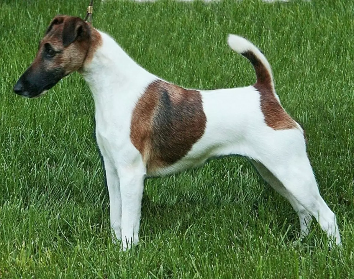 Terriers (83 foto): racave të vogla, të mesme dhe të mëdha të qenve me emra, përmbajtje të puppies dhe kujdes për ta. Këshilla për zgjedhjen e Terrier Race 13225_68