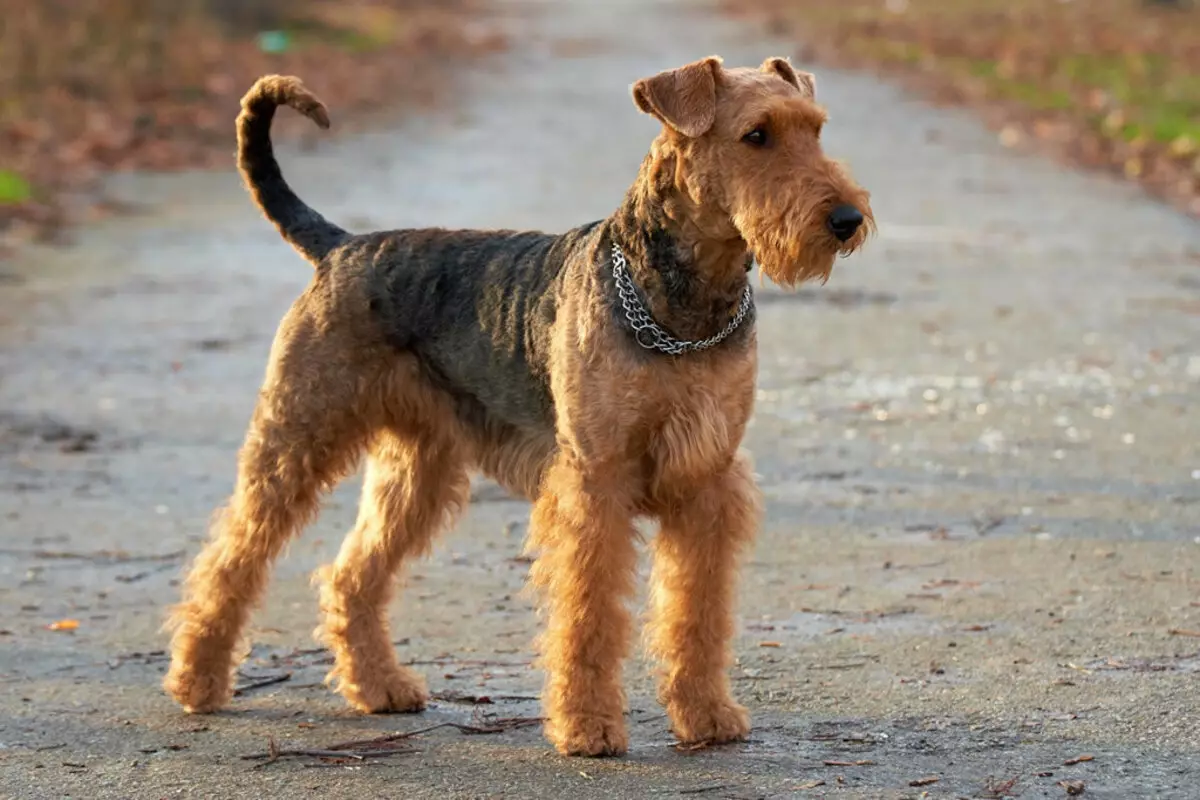 Terriers (83 photos): small, medium and large breeds of dogs with names, content of puppies and care for them. Tips for the choice of terrier breed 13225_73