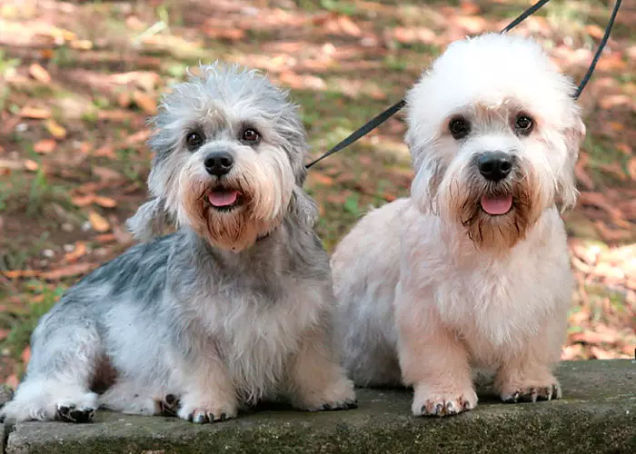 Terjers (83 fotot): väikesed, keskmised ja suured koerte tõugude nimed, kutsikate sisu ja nende eest hoolitsemine. Näpunäiteid terjer tõu valiku jaoks 13225_79