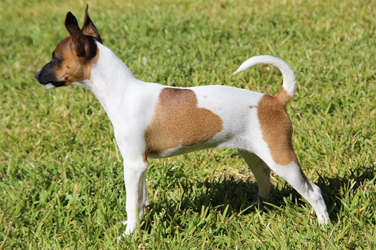 Terriers (picha 83): mifugo ndogo, kati na kubwa ya mbwa na majina, maudhui ya watoto wachanga na kuwatunza. Vidokezo kwa uchaguzi wa mazao ya Terrier. 13225_80