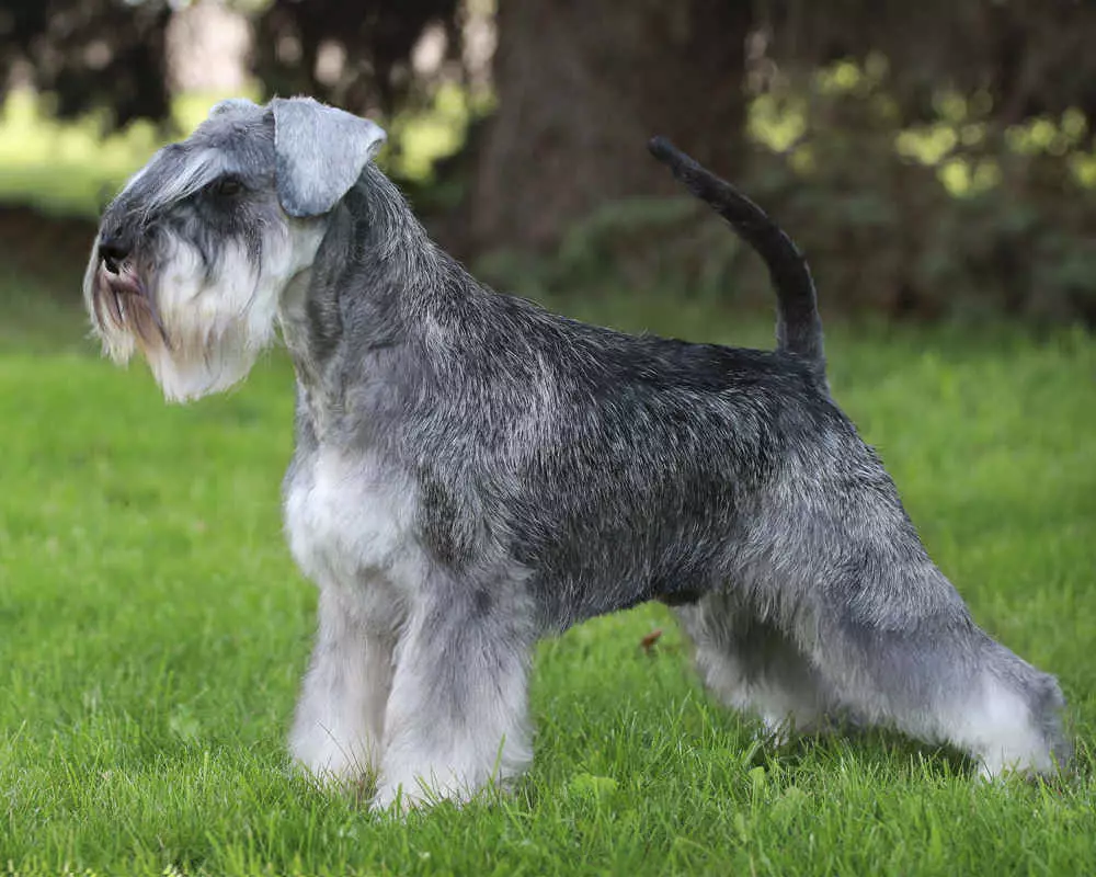 Miniatuur Schnauzer (69 foto's): beschrijving van het ras, voor- en nadelen van mini-honden. Hoe een puppy te kiezen? Hoeveel honden woon je? Eigendom beoordelingen 13228_11