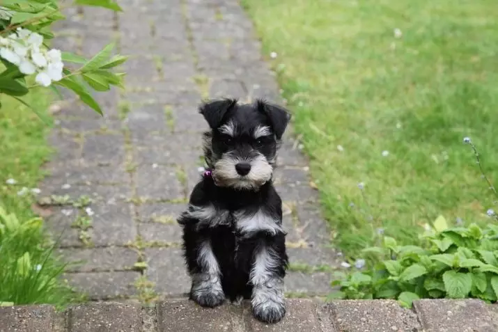 Miniatuur Schnauzer (69 foto's): beschrijving van het ras, voor- en nadelen van mini-honden. Hoe een puppy te kiezen? Hoeveel honden woon je? Eigendom beoordelingen 13228_19
