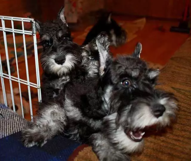 Miniatuur Schnauzer (69 foto's): beschrijving van het ras, voor- en nadelen van mini-honden. Hoe een puppy te kiezen? Hoeveel honden woon je? Eigendom beoordelingen 13228_22