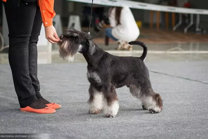 Miniatuur Schnauzer (69 foto's): beschrijving van het ras, voor- en nadelen van mini-honden. Hoe een puppy te kiezen? Hoeveel honden woon je? Eigendom beoordelingen 13228_23