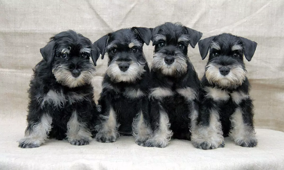Miniature Schnauzer (69 billeder): Beskrivelse af racen, fordele og ulemper ved mini-hunde. Hvordan vælger du en hvalp? Hvor mange hunde bor du? Ejerskabsanmeldelser 13228_29