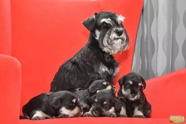 Miniatuur Schnauzer (69 foto's): beschrijving van het ras, voor- en nadelen van mini-honden. Hoe een puppy te kiezen? Hoeveel honden woon je? Eigendom beoordelingen 13228_31