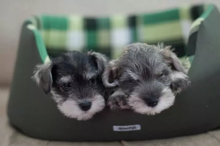 Miniatuur Schnauzer (69 foto's): beschrijving van het ras, voor- en nadelen van mini-honden. Hoe een puppy te kiezen? Hoeveel honden woon je? Eigendom beoordelingen 13228_33