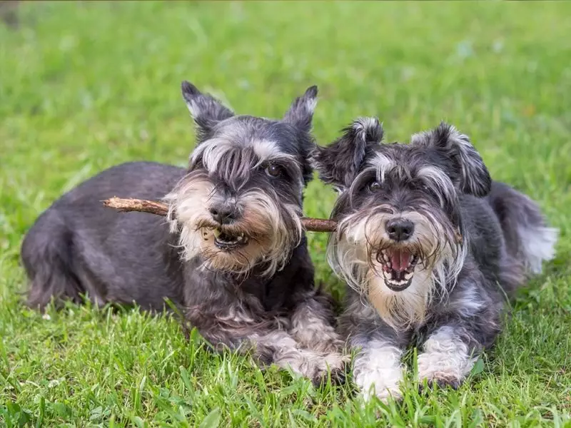 Miniatuur Schnauzer (69 foto's): beschrijving van het ras, voor- en nadelen van mini-honden. Hoe een puppy te kiezen? Hoeveel honden woon je? Eigendom beoordelingen 13228_34