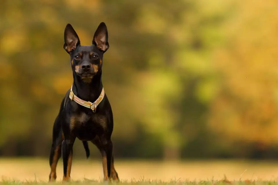 Miniatuur Schnauzer (69 foto's): beschrijving van het ras, voor- en nadelen van mini-honden. Hoe een puppy te kiezen? Hoeveel honden woon je? Eigendom beoordelingen 13228_4