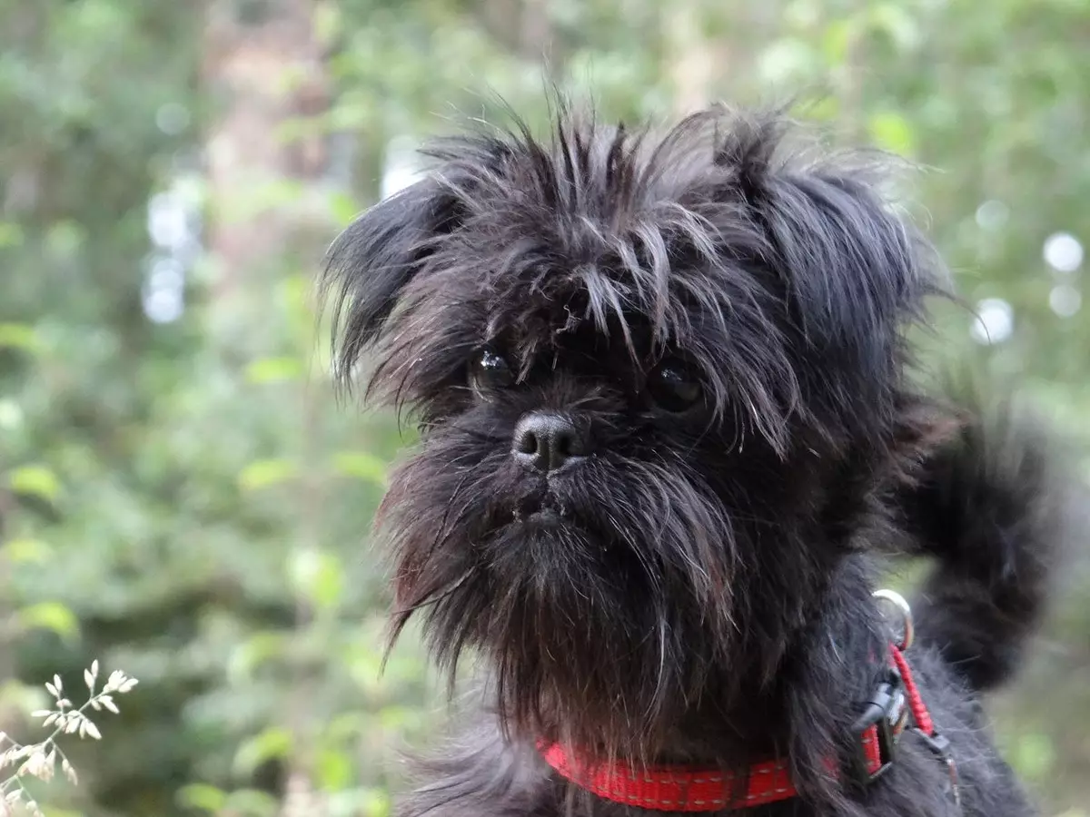 Miniatuur Schnauzer (69 foto's): beschrijving van het ras, voor- en nadelen van mini-honden. Hoe een puppy te kiezen? Hoeveel honden woon je? Eigendom beoordelingen 13228_5