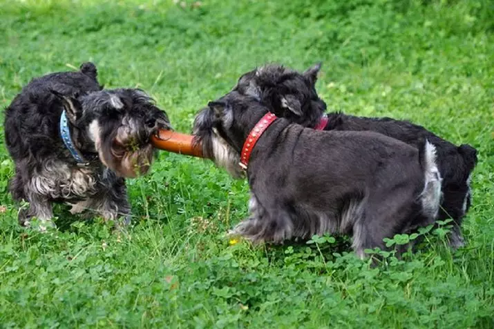 Miniatuur Schnauzer (69 foto's): beschrijving van het ras, voor- en nadelen van mini-honden. Hoe een puppy te kiezen? Hoeveel honden woon je? Eigendom beoordelingen 13228_63