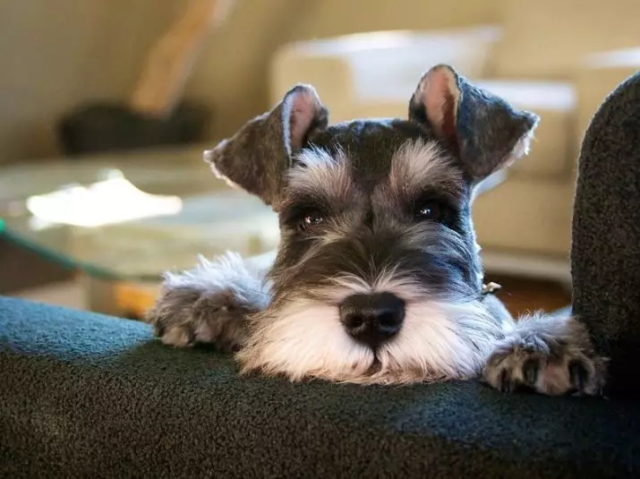 Miniatuur Schnauzer (69 foto's): beschrijving van het ras, voor- en nadelen van mini-honden. Hoe een puppy te kiezen? Hoeveel honden woon je? Eigendom beoordelingen 13228_69
