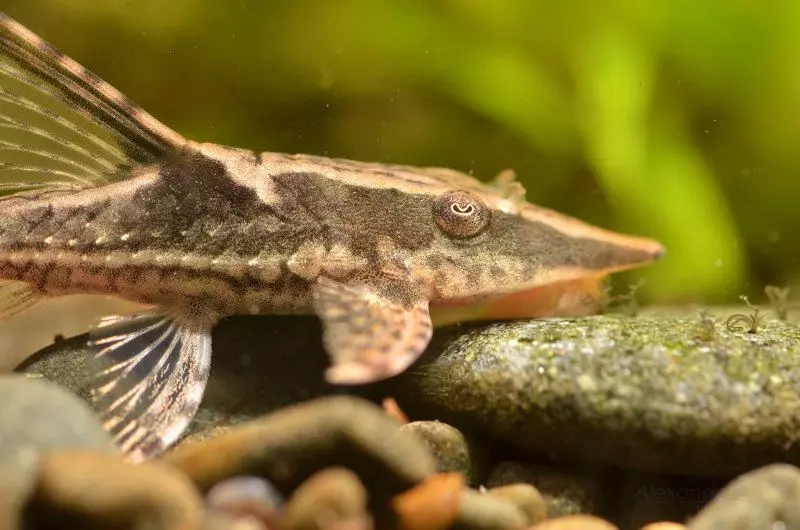 Panama Sturisoma (awọn fọto 17): apejuwe ti awọn ajọbi ati awọn aye ti awọn akoonu ati awọn ibisi soms, ibamu pẹlu ẹja aquarium ti awọn ajọbi miiran 13234_16