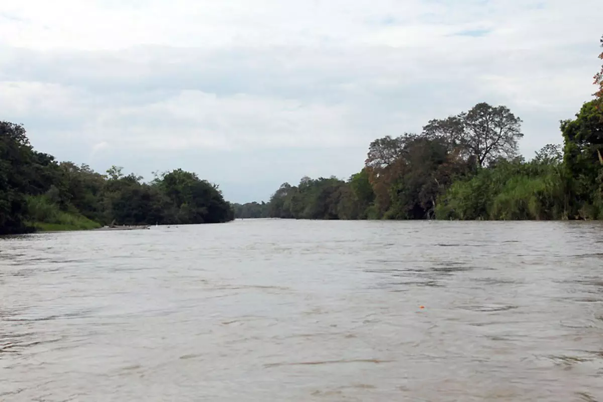 Panama Sturisoma (awọn fọto 17): apejuwe ti awọn ajọbi ati awọn aye ti awọn akoonu ati awọn ibisi soms, ibamu pẹlu ẹja aquarium ti awọn ajọbi miiran 13234_5