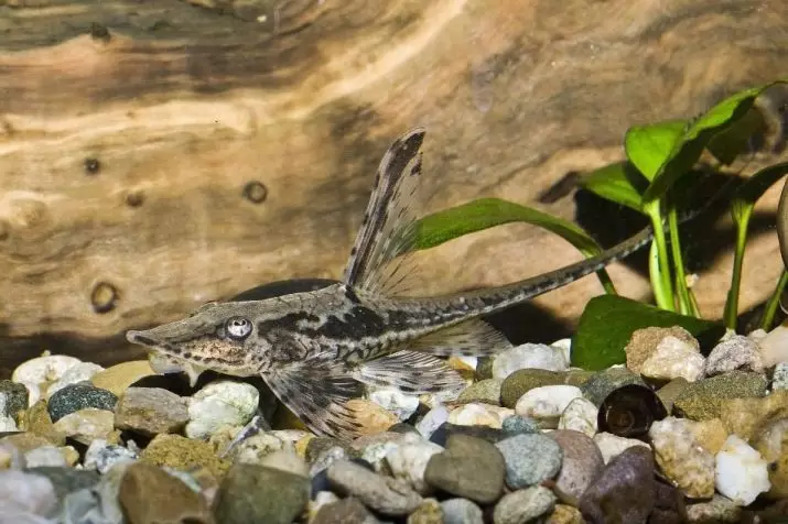 Panama Sturisoma (awọn fọto 17): apejuwe ti awọn ajọbi ati awọn aye ti awọn akoonu ati awọn ibisi soms, ibamu pẹlu ẹja aquarium ti awọn ajọbi miiran 13234_6