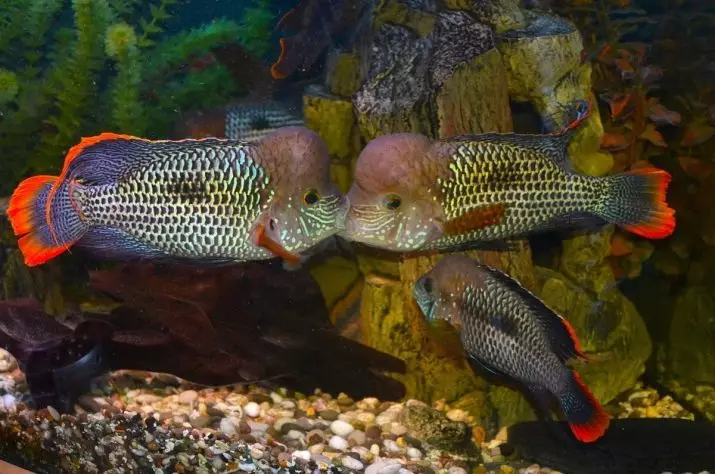 TSICHLASOMA (20 Fotos): Beschreibung der Arten von Fischhafen-Fisch-Zyschrasoma und Regenbogen, blauer Dämpsey und Zitrone, Festa und Wein, achtäugig und labiatum 13236_18