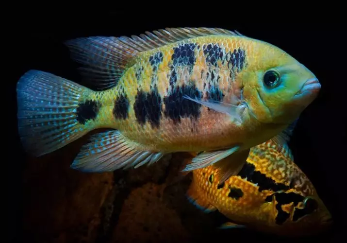 TSICHLASOMA (20 Fotos): Beschreibung der Arten von Fischhafen-Fisch-Zyschrasoma und Regenbogen, blauer Dämpsey und Zitrone, Festa und Wein, achtäugig und labiatum 13236_3