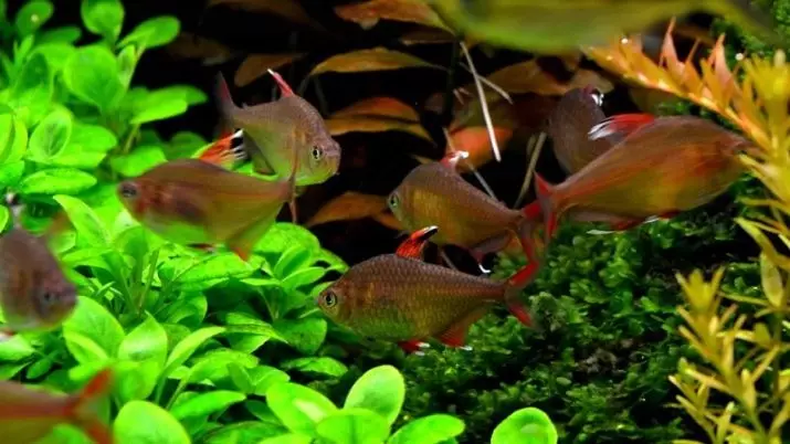Ornaatus (14 รูป): หนังและสีแดง, สีดำผีและธรรมดา, ชนิดของ tetra สีชมพู, เนื้อหาและการผสมพันธุ์ของปลา 13237_14