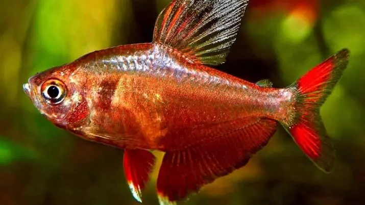 Ornaatus (14 photos): Leather and red, black phantom and ordinary, kind of pink tetra, content and breeding of fish 13237_4