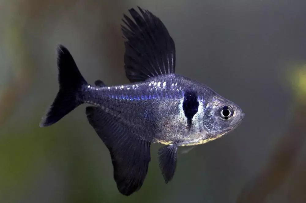 Ornaatus (14 photos): Leather and red, black phantom and ordinary, kind of pink tetra, content and breeding of fish 13237_6