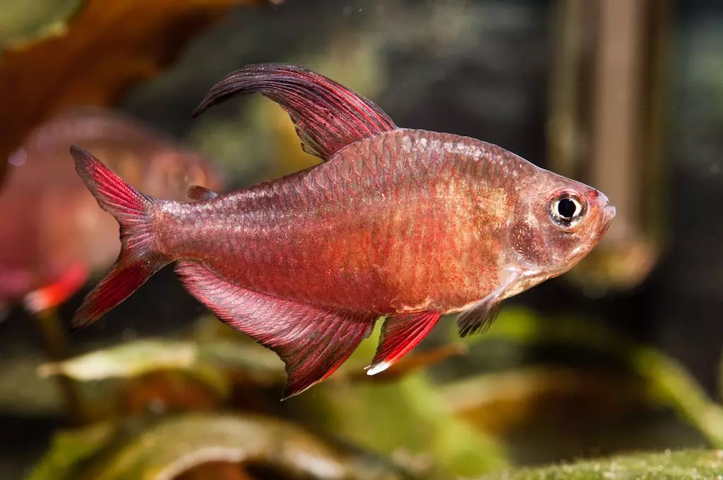 Ornaatus (14 รูป): หนังและสีแดง, สีดำผีและธรรมดา, ชนิดของ tetra สีชมพู, เนื้อหาและการผสมพันธุ์ของปลา 13237_7