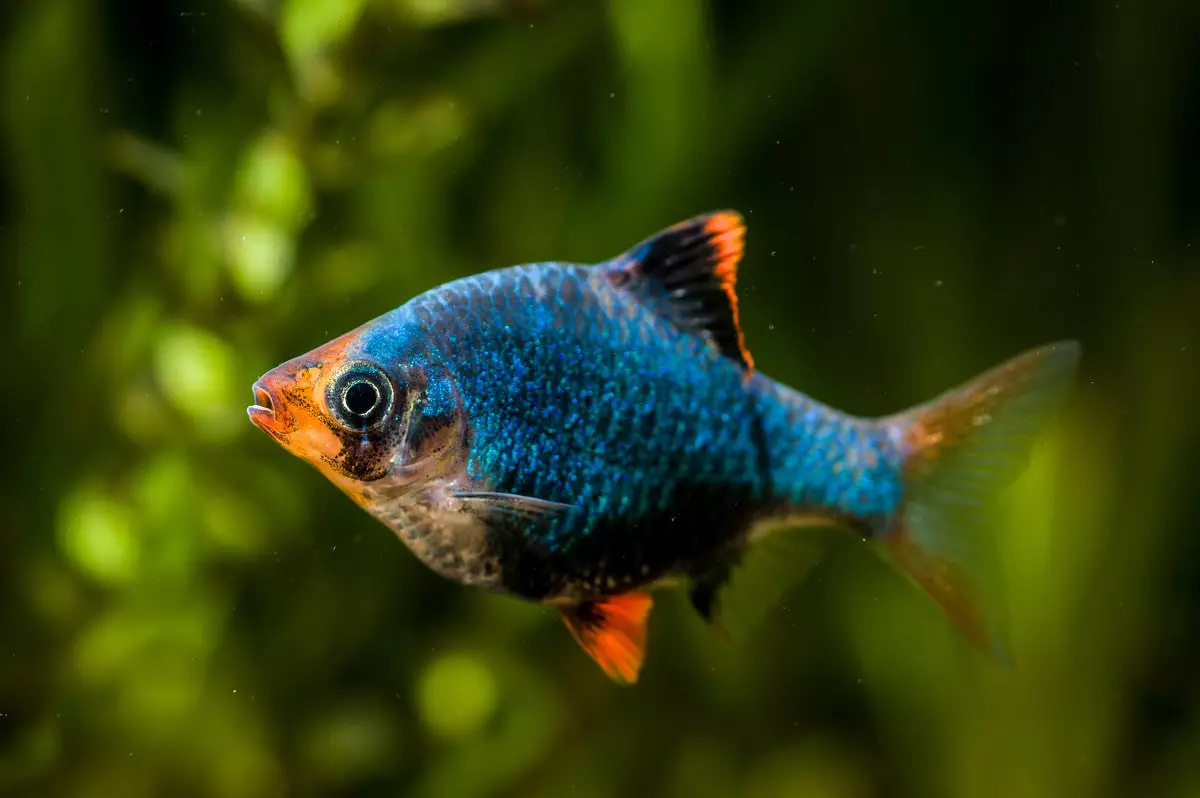 Ornaatus (14 รูป): หนังและสีแดง, สีดำผีและธรรมดา, ชนิดของ tetra สีชมพู, เนื้อหาและการผสมพันธุ์ของปลา 13237_8