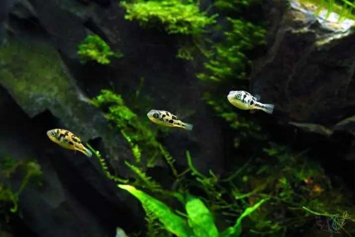 Тетрадони карликові (15 фото): особливості утримання в акваріумі, сумісність жовтих тетрадонов з рибами інших порід, особливості розведення 13239_14