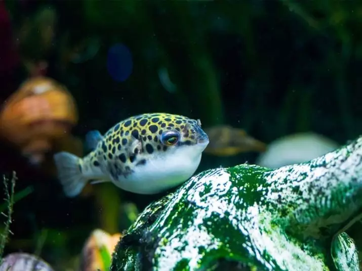 Tetradones Anão (15 fotos): Características do conteúdo no aquário, compatibilidade de tetradonov amarelo com peixes de outras raças, características de reprodução 13239_2