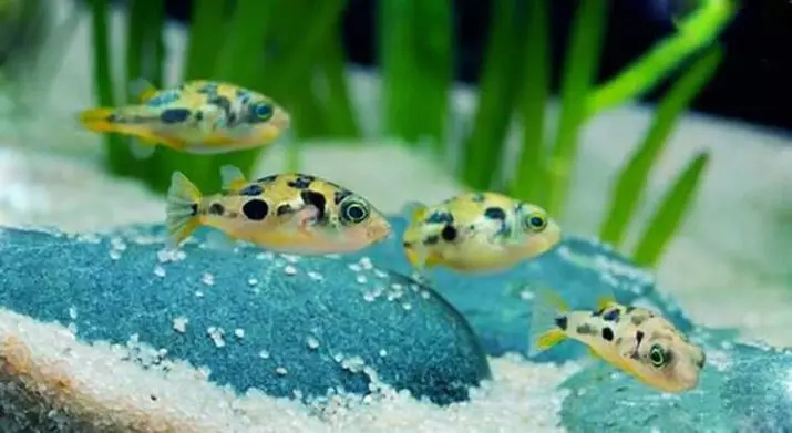 Tetraadones dverg (15 bilder): Funksjoner av innholdet i akvariet, kompatibilitet av gul tetradonov med fisk av andre raser, avl funksjoner 13239_3