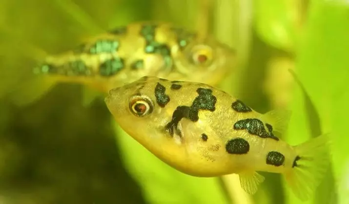 Tetradones Джудже (15 снимки): Характеристики на съдържанието в аквариума, съвместимост на жълто tetradonov с риба от други породи, разплод функции 13239_7