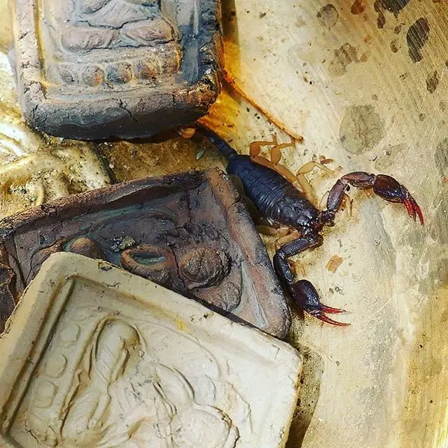 Tatuiruotė su skorpionais (69 nuotraukos): vertė ir eskizai. Tatuiruotės ant rankų ir ant peties, ant kaklo ir krūtinės, piešinių ant kastuvo, ant kojų ir kitų kūno dalių 13780_11