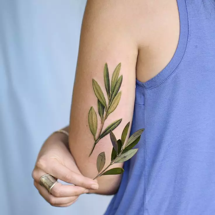 紋身“橄欖枝”：紋身與橄欖店主的紋身的價值和草圖在男人和女孩的鎖骨上。手上和身體其他部分的女性紋身的美麗例子 14075_4