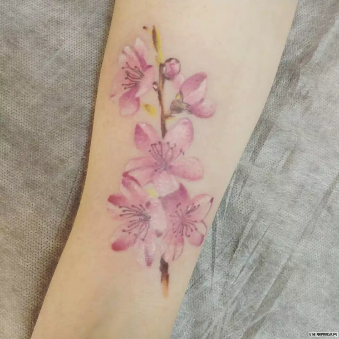 女孩的纹身“樱花”：女性樱花分公司的价值。纹身在手上和锁骨，大腿和后面，在其他领域，草图 14242_5