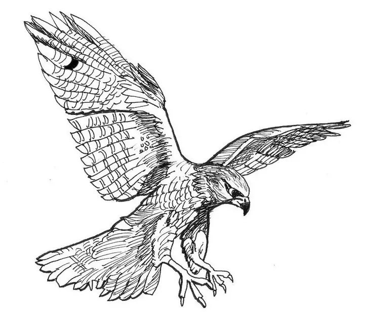 Falcon உடன் பச்சை: தோள்பட்டை மற்றும் பச்சை நிறத்தில், தோள்பட்டை மற்றும் மார்பு மீது, மீண்டும் மற்றும் மார்பு மீது, கழுத்து மற்றும் ஆண்கள் மற்றும் பெண்கள் மற்ற பகுதிகளில் 14252_19