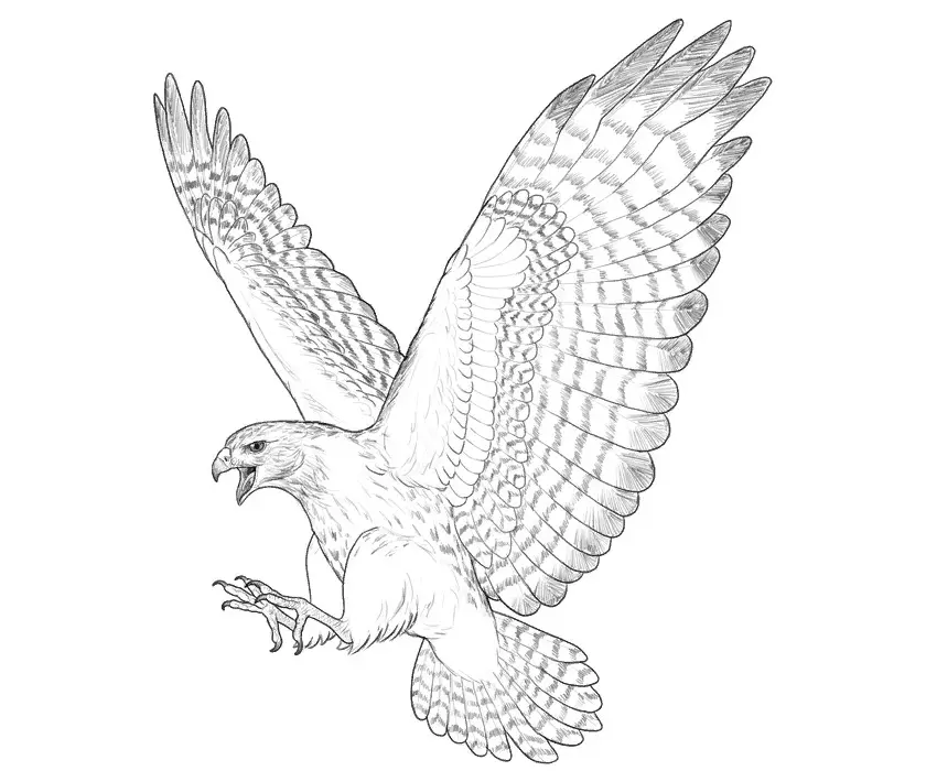 Tattoo med Falcon: Skisser og verdi av tatoveringer, tatovering på skulderen og på hånden, på baksiden og brystet, på nakken og i andre områder av menn og jenter 14252_21