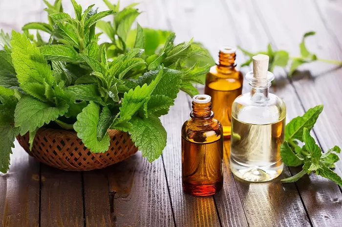 Patchouli oil: properties and use of essential oil, use of means for hair and face in cosmetology 15851_17