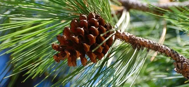 Pine essential oil: therapeutic properties and the use of pine hair and face. How to make it home? Reviews 15854_2