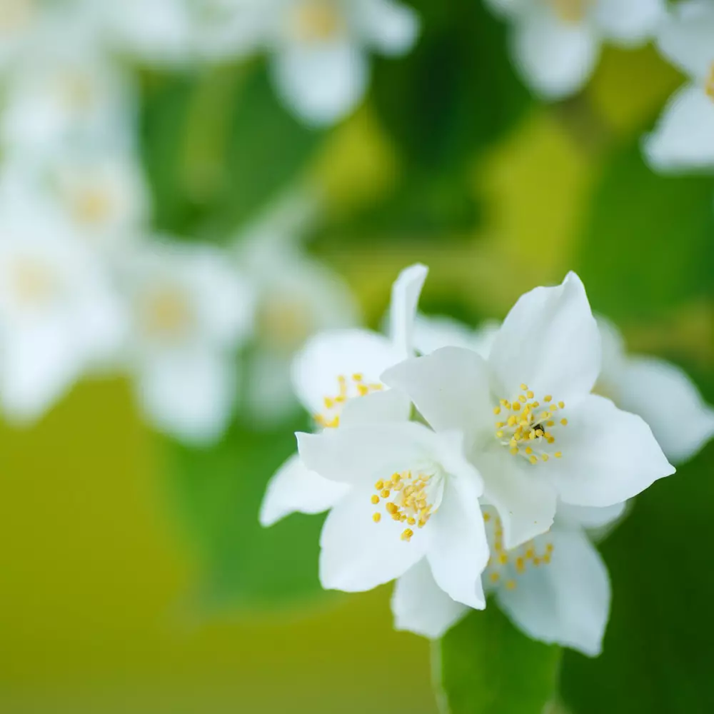 Jasmine Essential Oil: Egenskaper och applikation för ansikte och hår, recensioner 15862_11