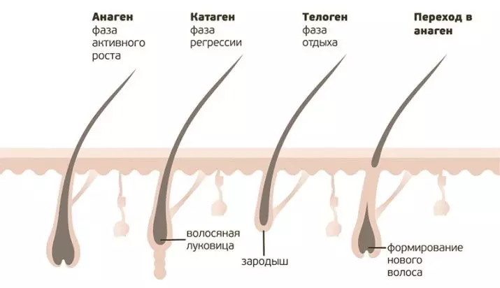 Гулайли лазери минтақаи Бикини минтақа (23 акс): Ҷамъоварии мӯи умумӣ ва иловагӣ, хориҷ кардани мӯи классикӣ дар соҳаи бикини, пас аз баррасиҳо 15982_16