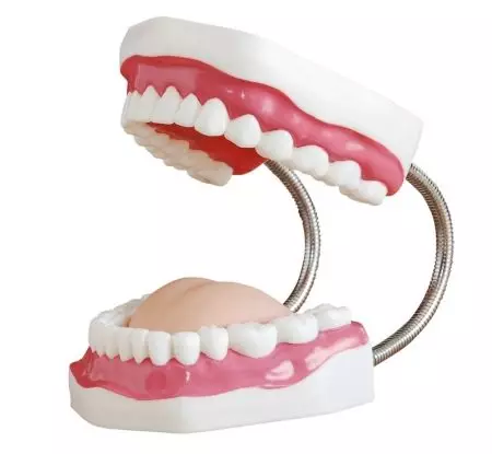 Higienos burnos ertmė (25 nuotraukos): tinkamos dantų priežiūra. Burnos ertmės, individualios higienos ir komplekso lėšų ir įrenginių galimybės 16129_6