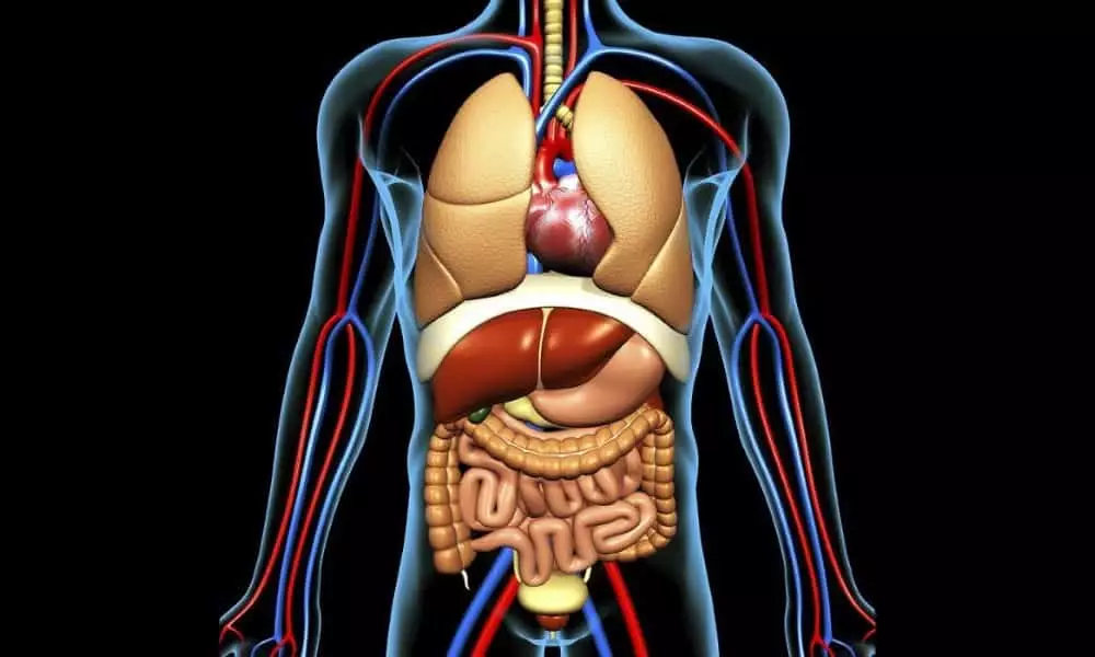 뒤에서 마사지 롤러 : 마사지 롤러가있는 운동. 롤 마사지기를 사용할 때 오류가 발생합니다. 척추를위한 원통형 롤러를 선택하는 방법? 16266_16