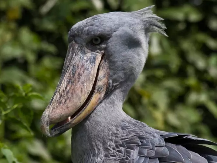 Miedo a las aves: ¿Cómo aparecen la ornithobia? ¿Causas del miedo a las palomas, pollos y plumas? Tratamiento de la fobia 17509_3