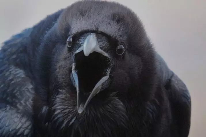 Страв од птици: Како се појавуваат орнистобиите? Причини за страв од гулаби, кокошки и пердуви? Третман на фобија 17509_6